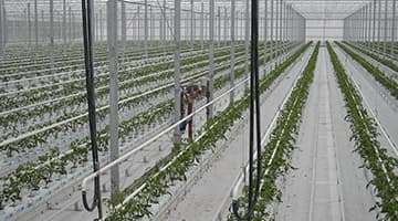 greenhouse heating transmitter