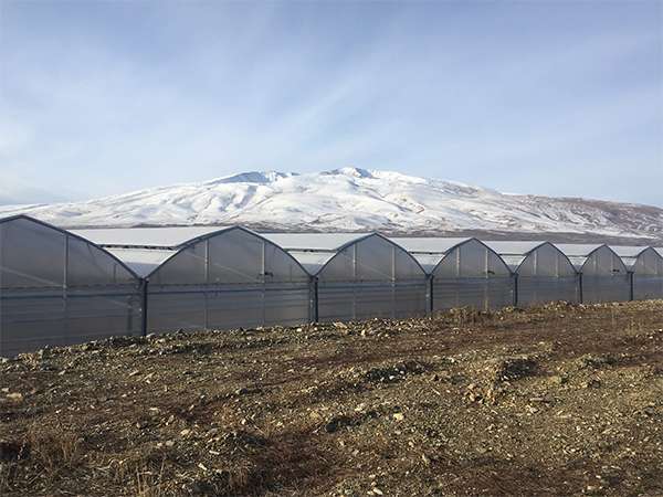 High-tech rose greenhouse Rosefield completed in Armenia