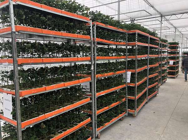 High-tech rose greenhouse Rosefield completed in Armenia