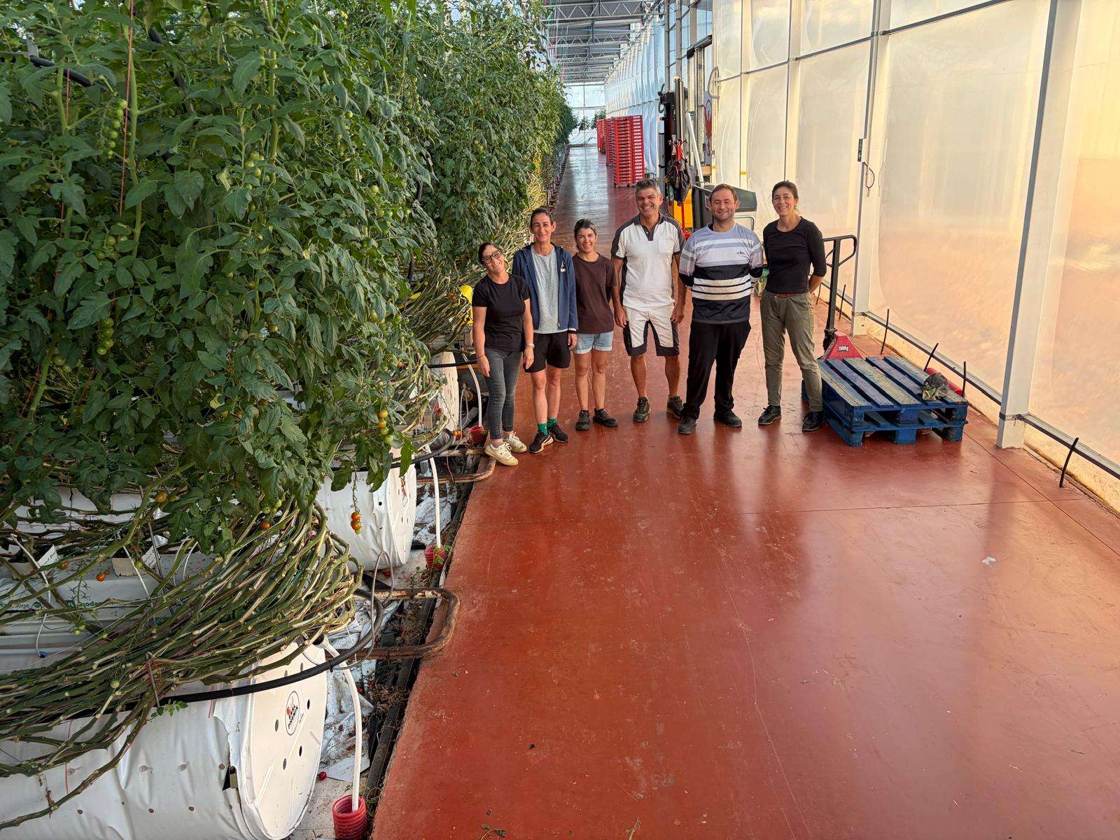 Canicule 2026 : face au réchauffement climatique, comment protéger les cultures de tomates ?