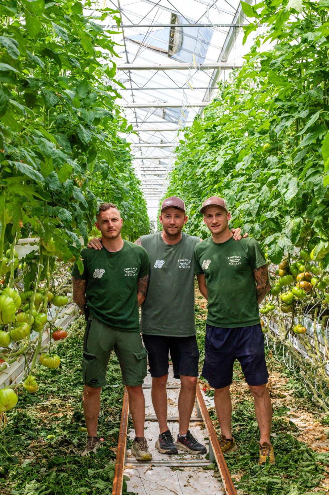 Canicule 2026 : face au réchauffement climatique, comment protéger les cultures de tomates ?