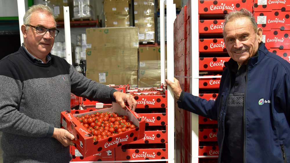 Canicule 2026 : face au réchauffement climatique, comment protéger les cultures de tomates ?