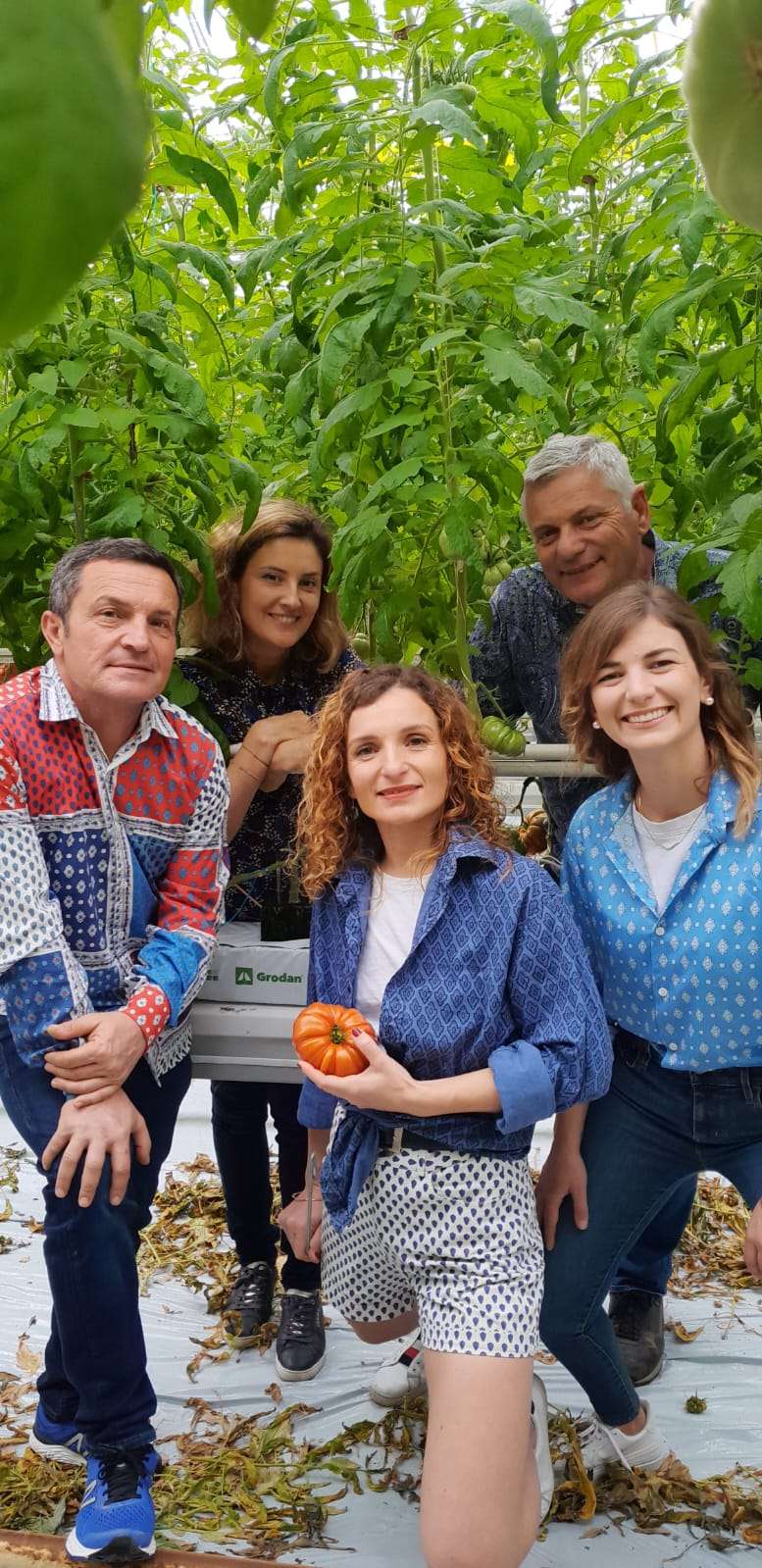 Canicule 2026 : face au réchauffement climatique, comment protéger les cultures de tomates ?